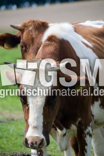 Hausrind (91 von 174).jpg